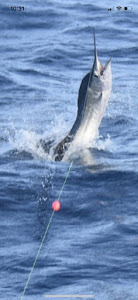 Sailfish In Action